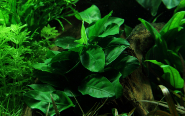 Anubias barteri var. nana - Zwergspeerblatt